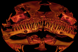 catfish toothy closeup